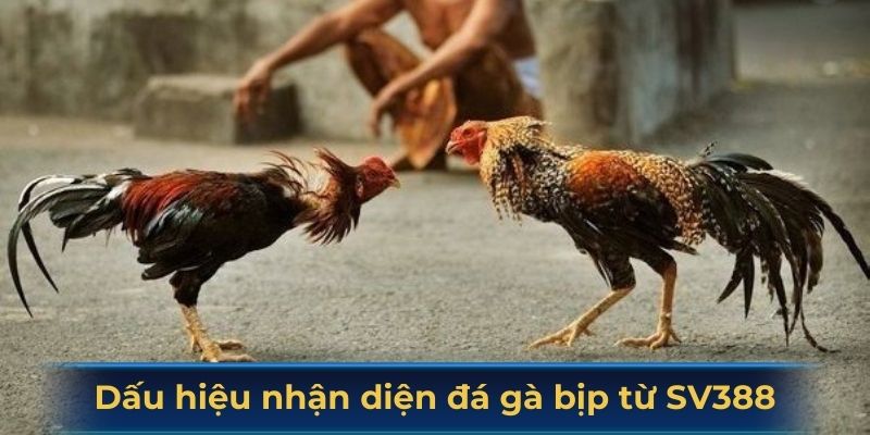 Các biểu hiện giúp nhận diện đá gà bịp từ SV388