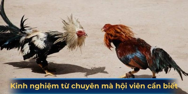 Kinh nghiệm từ các chuyên mà hội viên cần biết