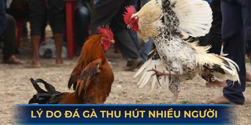 Lý do đá gà SV388 thu hút nhiều người tham gia
